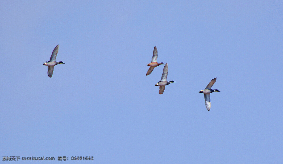 野鸭子 湿地 飞翔 野鸭 蓝天 云彩 鸟群 鸟类 生物世界