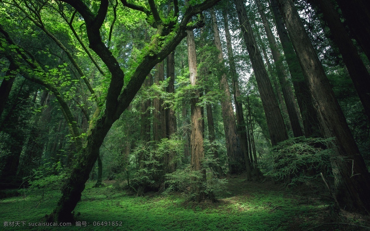 树林深处 草地 大树 树木 树叶 自然景观 自然 大自然 树林风景 树木树叶 生物世界