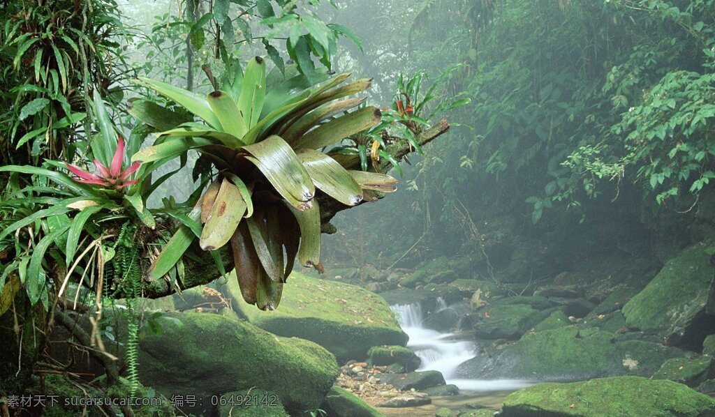 绿色 风景 流水 朦胧 石头 树木 生物世界