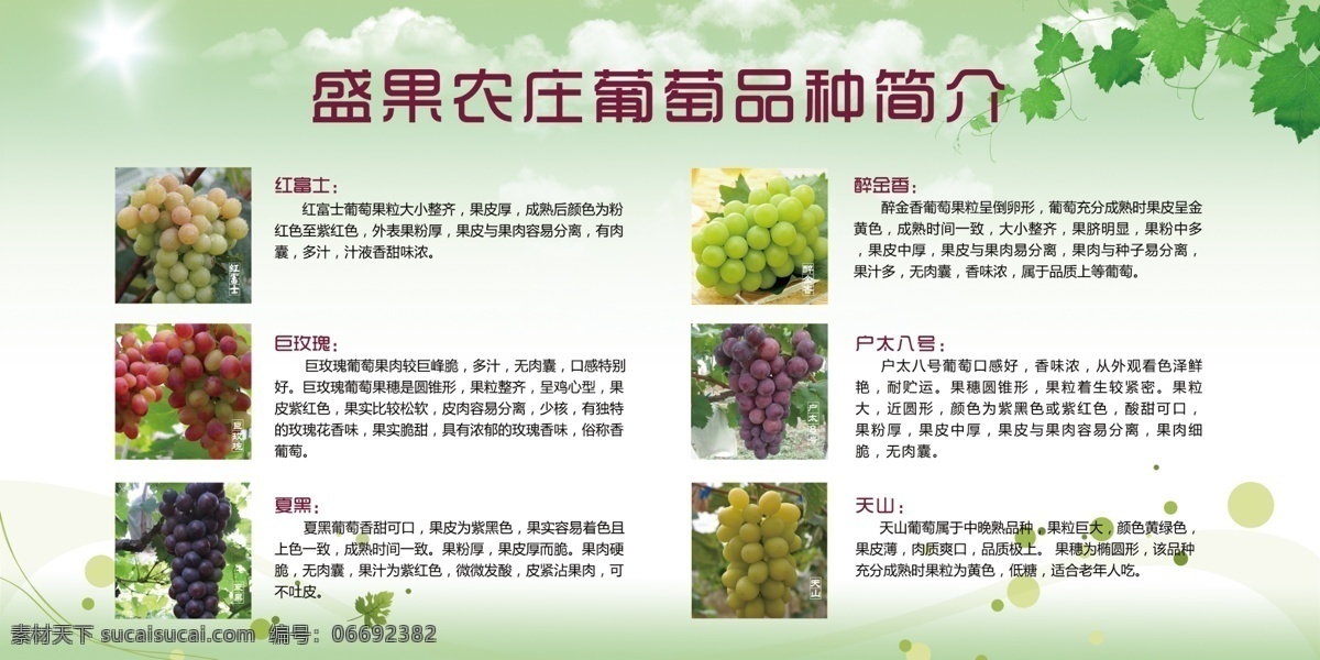 生态 农庄 葡萄 庄园 品种 简介 葡萄园 葡萄庄园 简介设计 葡萄酒 葡萄酒海报 展板