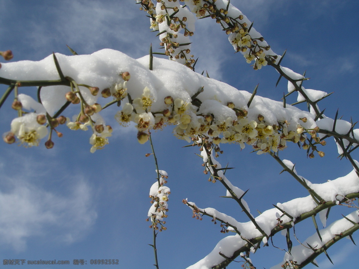 雪 中 青 刺 果 花 青刺果 天空 青刺果花 花草 生物世界