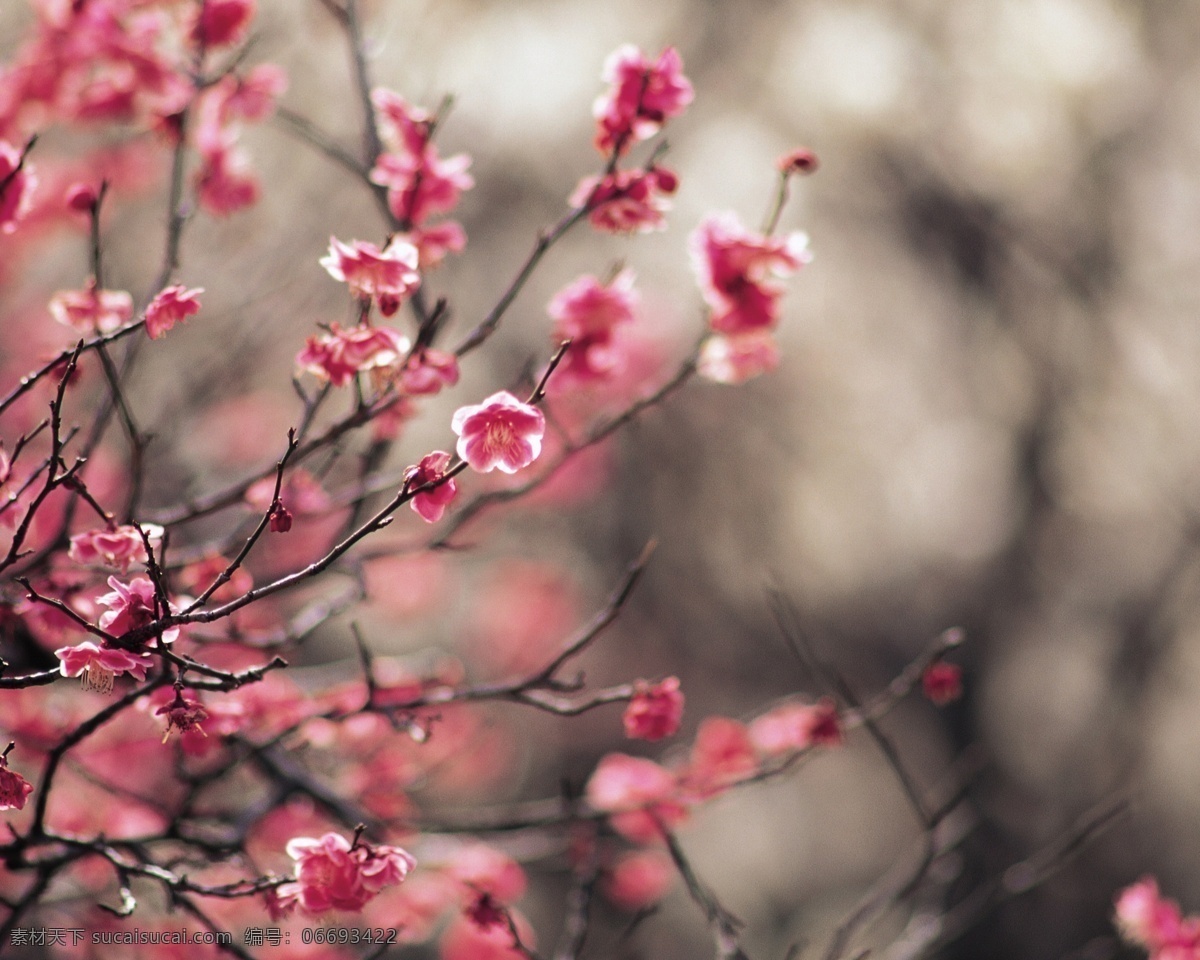 春季 春天 粉色 花草 花朵 花骨朵 花纹 绿叶 桃花 桃 美丽 树枝 阳光 樱花 嫩枝 生物世界 psd源文件