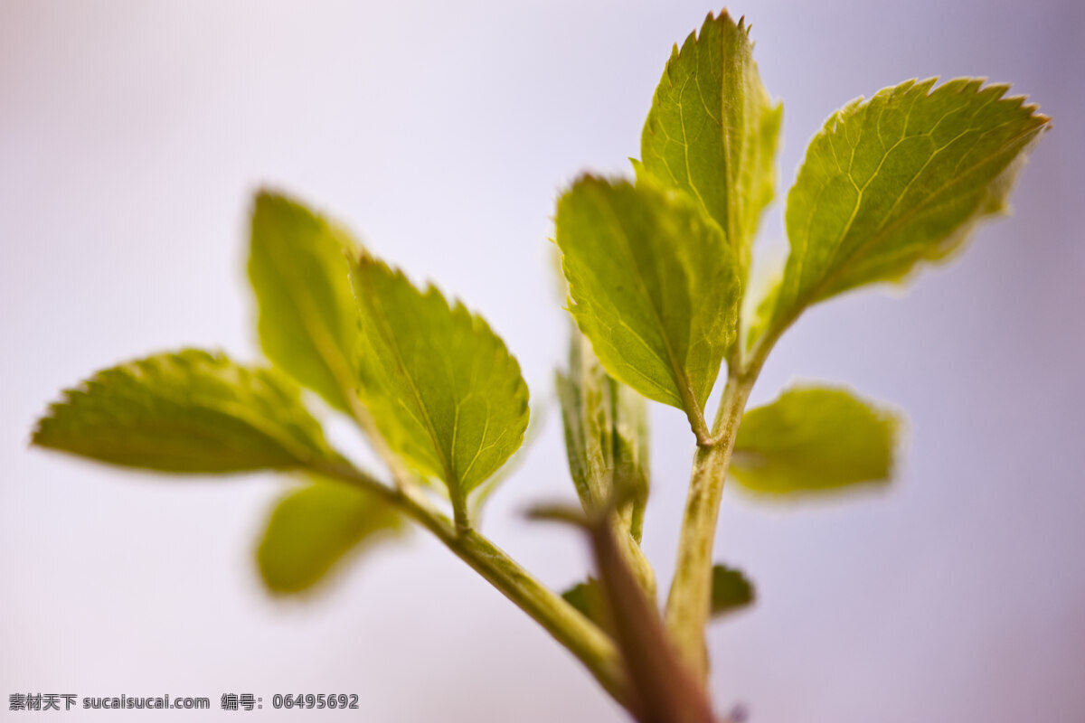 春天 树 细节 白色