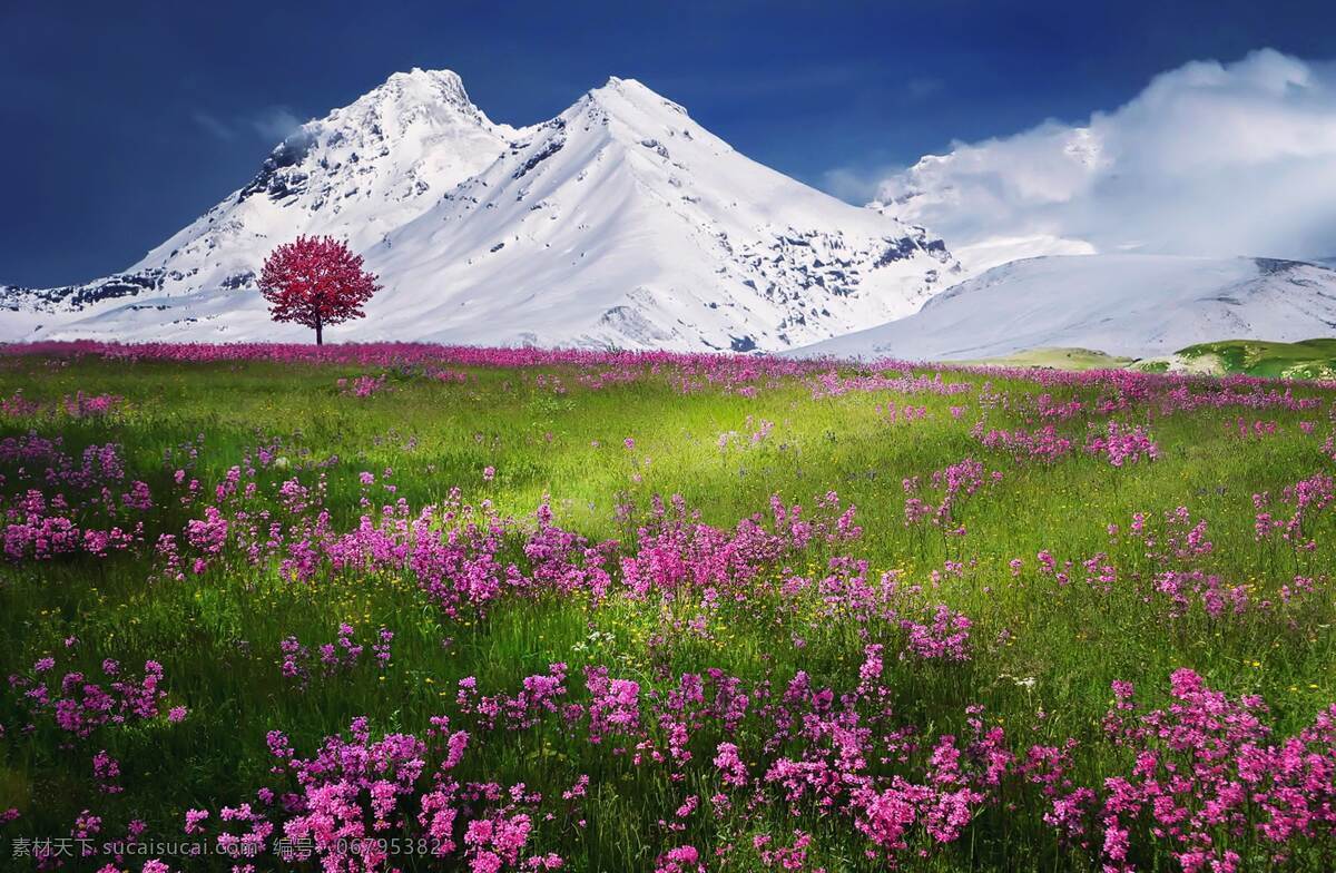 雪山 雪山下的草地 花海 红色的花朵 风景 自然景观 自然风景