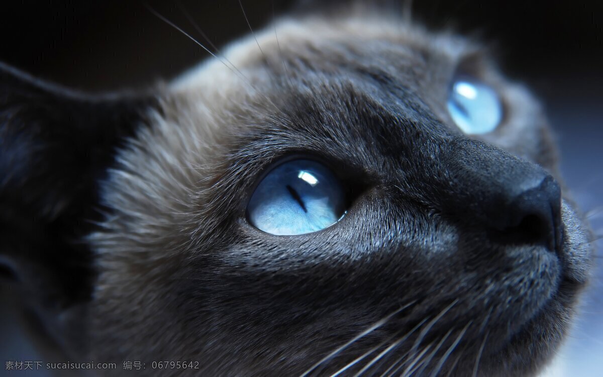 动物 小动物 小猫 猫咪 小猫咪 小狗 狗 兔子 小兔子 兔 家禽 野兽 哺乳动物 野生动物 老虎 小老虎 豹 壁纸 电脑壁纸 高清壁纸 保护动物 狮子 小狮子 大狮子 动物世界 生物世界 生物 呆萌 动物园 小鸟 鸟类 昆虫 猩猩 猴子 其他生物