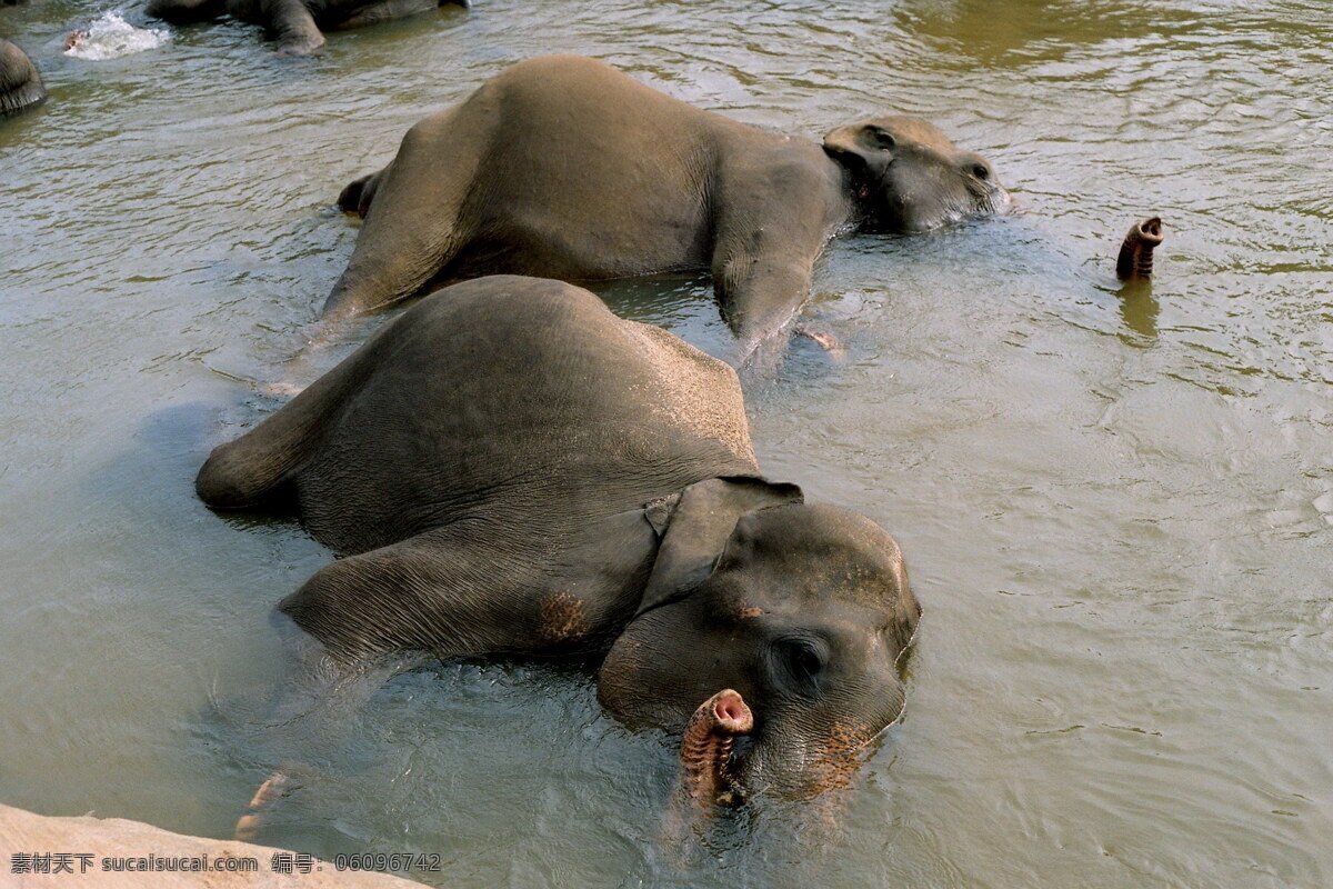 洗澡 大象 洗浴大象 非洲象 非洲 野生 象 动物