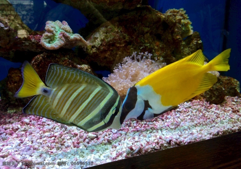 海洋金鱼 鱼 自然 动物 海洋 金鱼 美丽 亲吻 绚丽 黄色 珊瑚 生物世界 鱼类