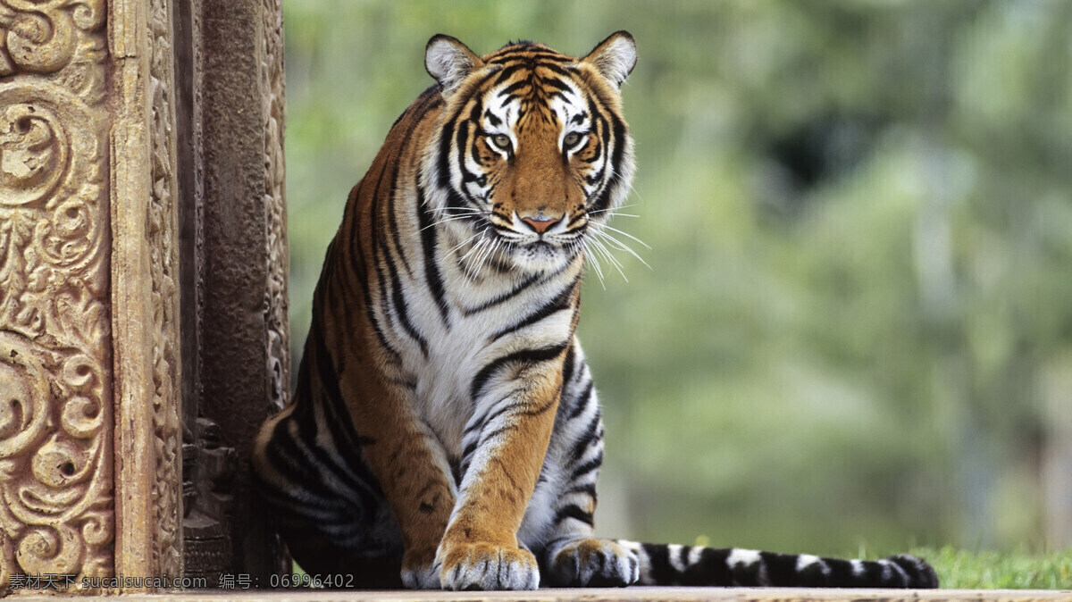 动物摄影图 动物世界 摄影图 生物世界 老虎 矫健 凶猛 特写 图片专辑 野生动物