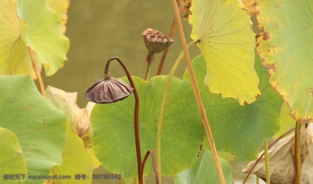 荷叶 绿色 褐色荷塘 干枯荷叶 秋天 自然 植物 水生 摄影图 生物世界 花草