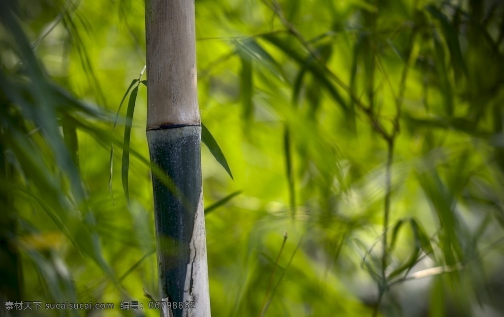竹林 竹 竹叶 楠竹林 楠竹 毛竹 南竹 江南竹 茅竹 毛竹林 竹子特写 近景竹子 竹海 竹子竹林 马路 林间小路 生物世界 树木树叶