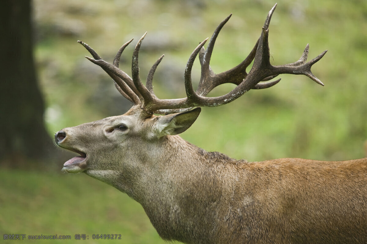麋鹿图片素材 动物 鹿 麋鹿 叫喊 鹿角 陆地动物 生物世界