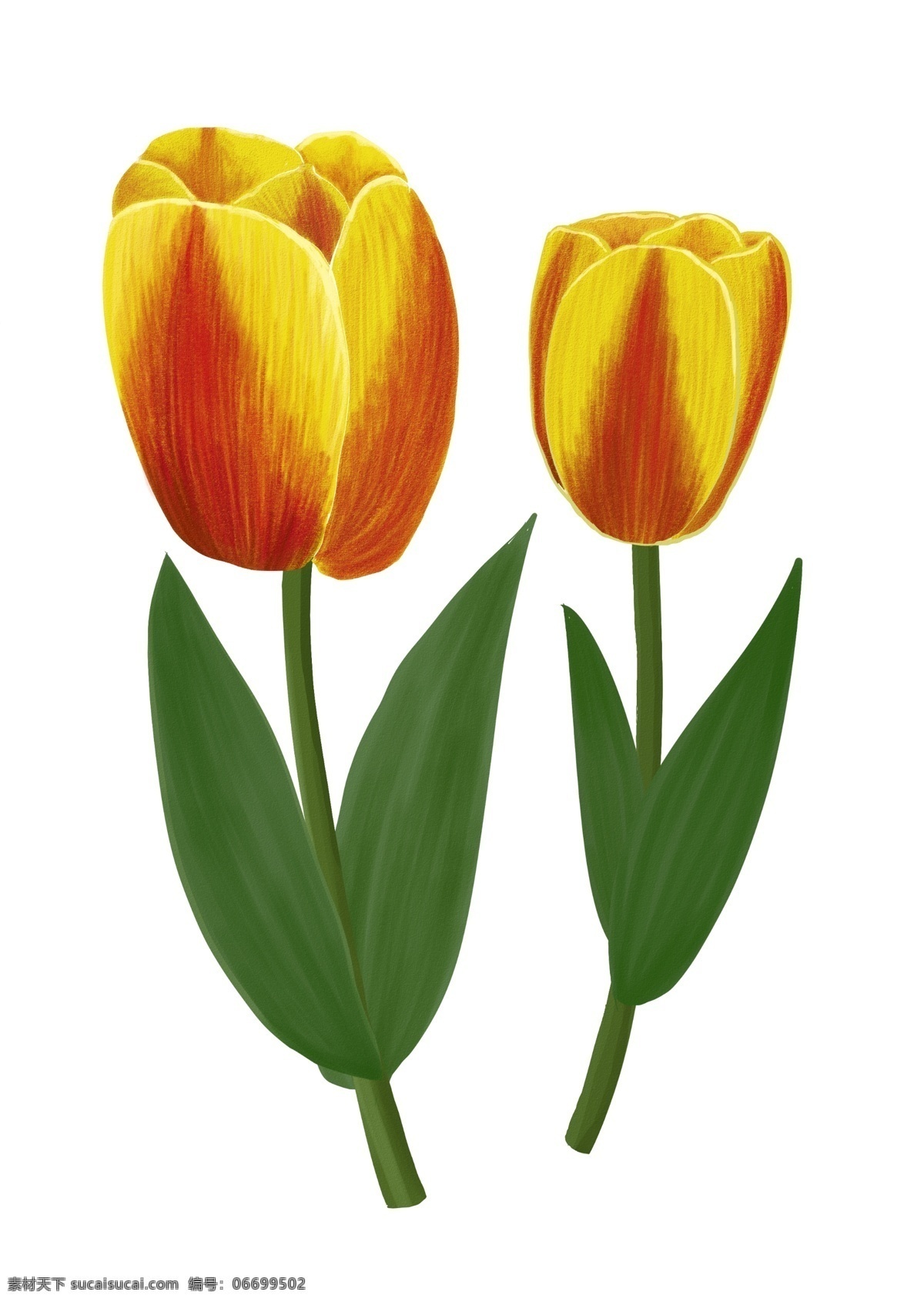 手绘 彩 铅 郁金香 花朵 元素 手绘花朵 植物元素 花卉元素