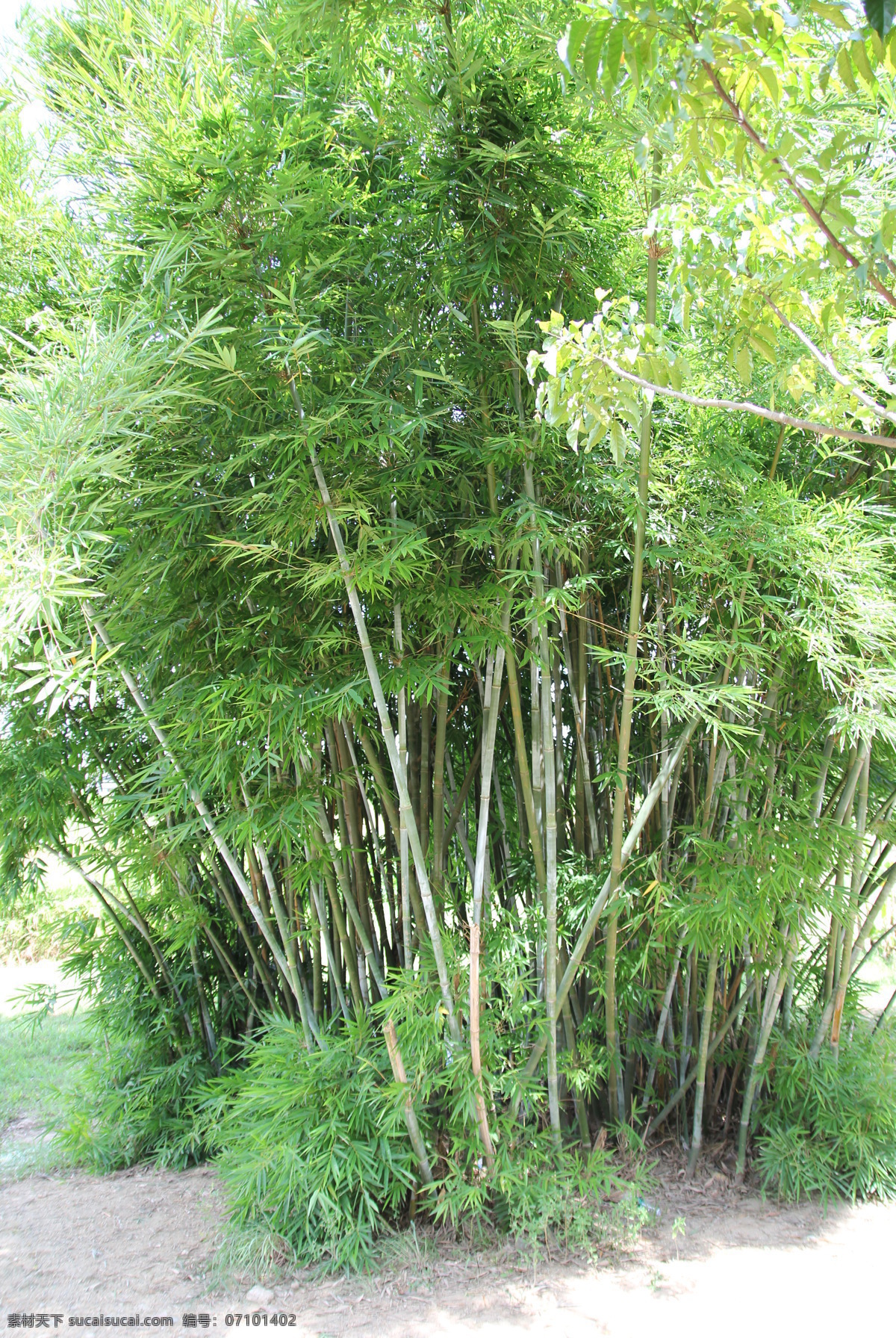 竹子 竹叶 绿竹 竹子树 竹林 细竹 摄影素材 生物世界 树木树叶
