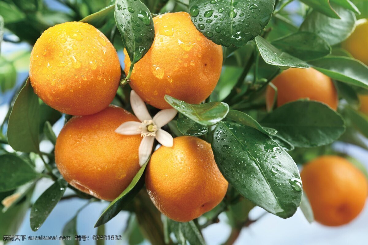 水果 椪柑 不知火 柑橘树 生活百科 生活素材