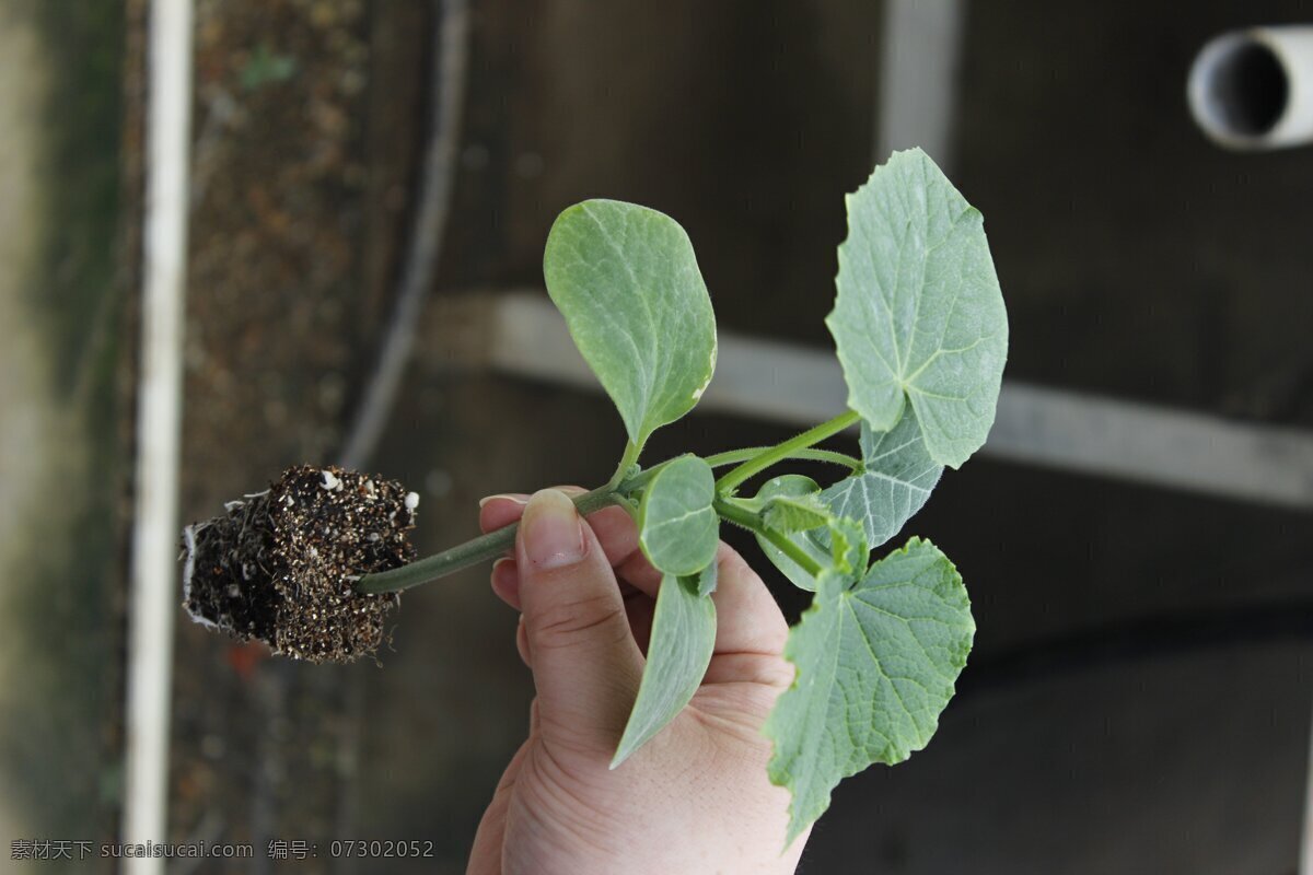 茄子苗 幼苗 手拿 种苗 农业 植物 茄子 现代科技 农业生产