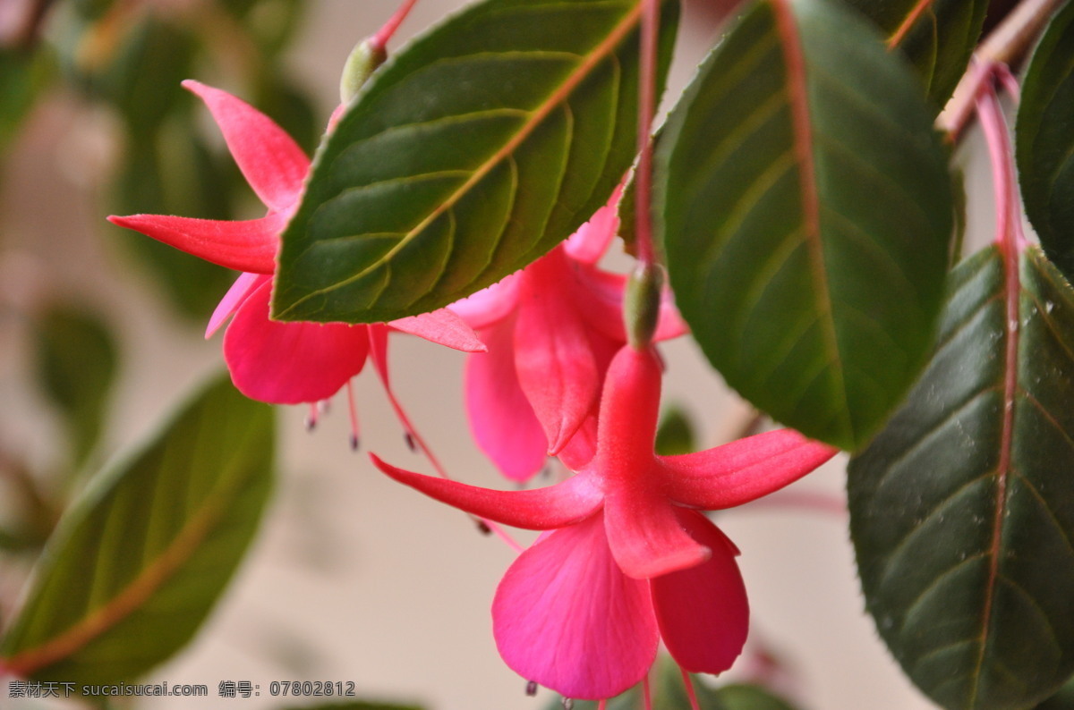 吊 钟 兰花 开 吊钟兰花开了