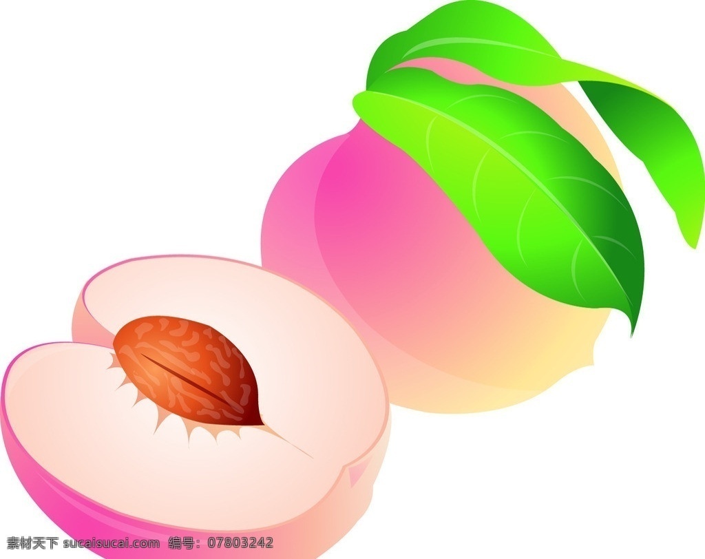 水蜜桃 水果 矢量 水蜜桃切面 切面水果 桃核 桃子 桃子矢量 原文件 生物世界