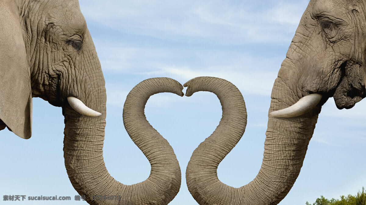大象 爱心 心形 非洲大象 野生大象 象鼻