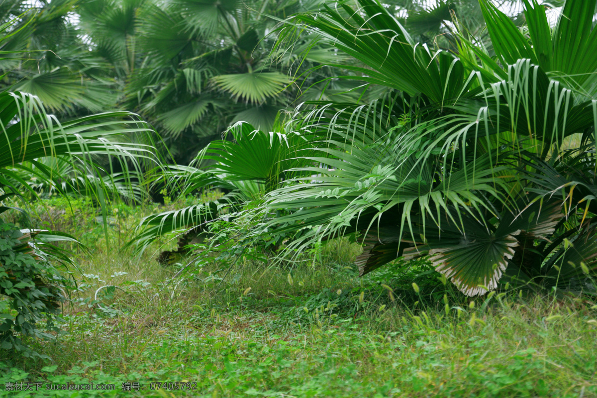 棕树 草地 棕榈树 树木树叶 生物世界
