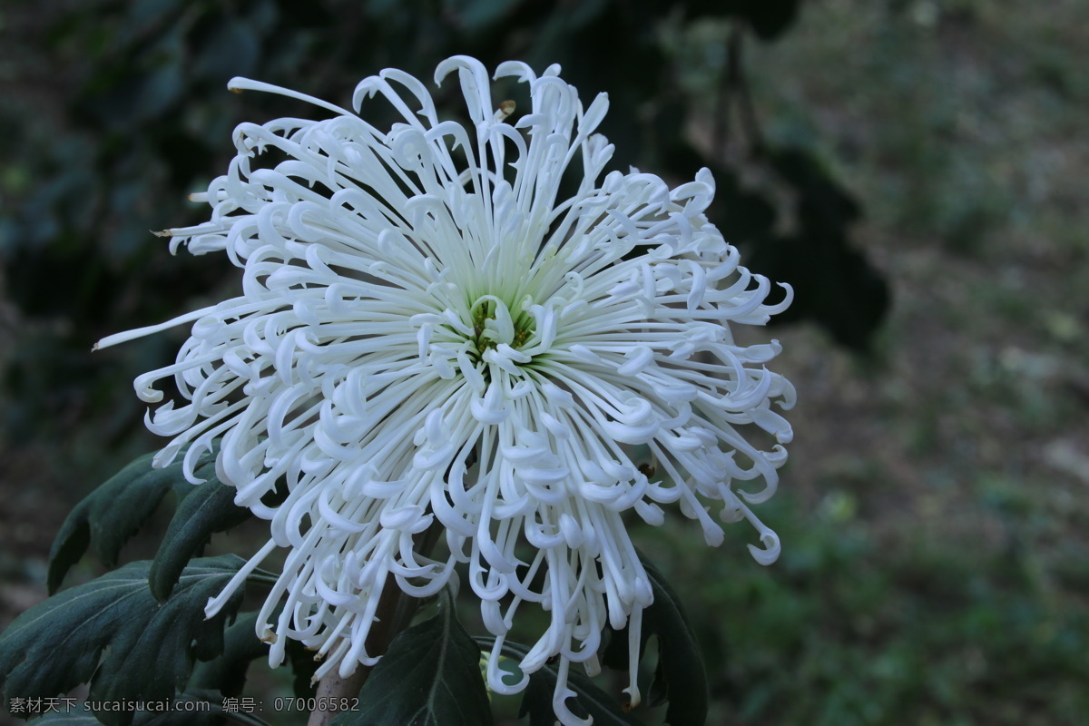 秋菊 观赏花卉 园艺 花卉素材 寿客 金英 黄华 陶菊 花卉 花儿 花草 花朵 花瓣 花蕊 菊菊花 生物世界