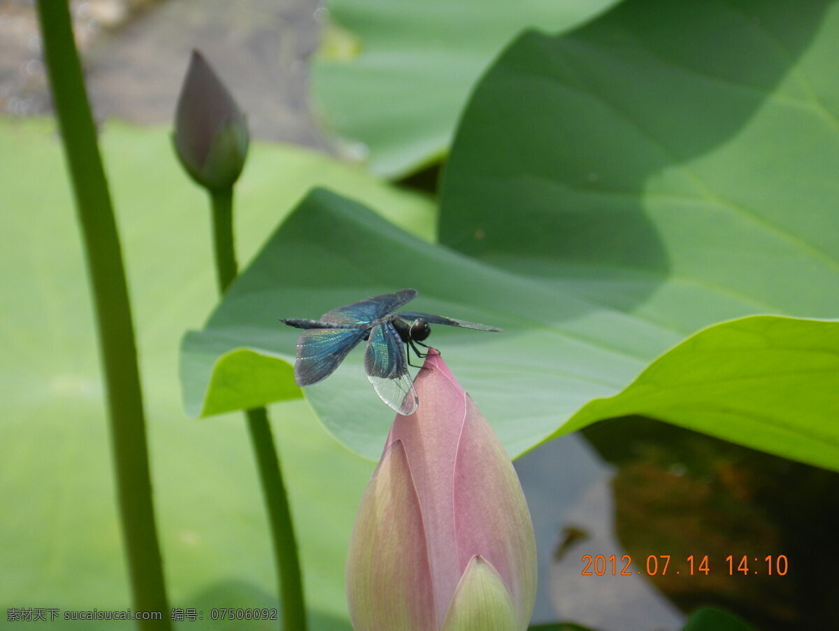 蓝 蜻蜓 荷花 荷叶 花蕾 昆虫 生物世界 蓝蜻蜓