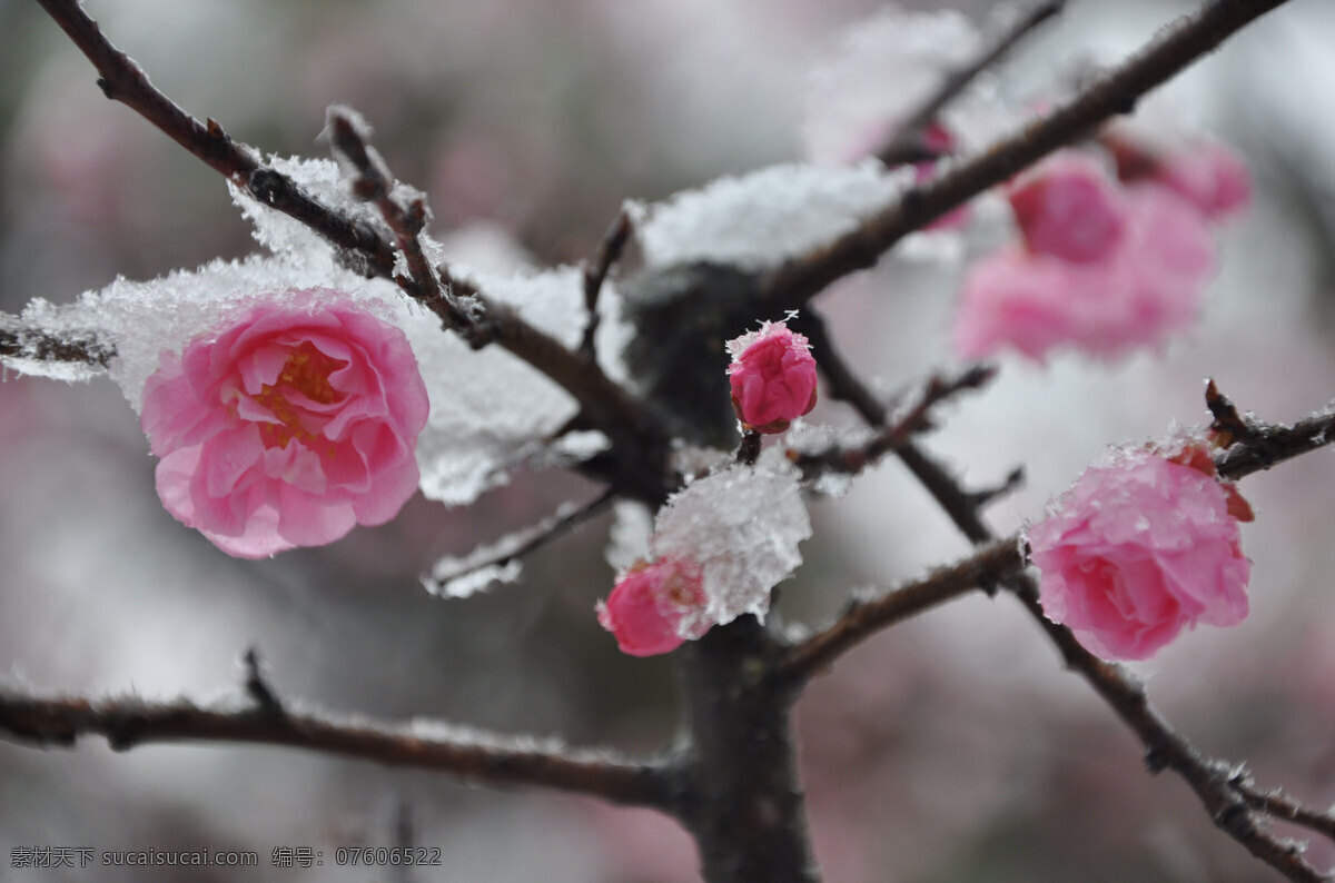 红色 腊梅 傲雪 风景 花草 生物世界