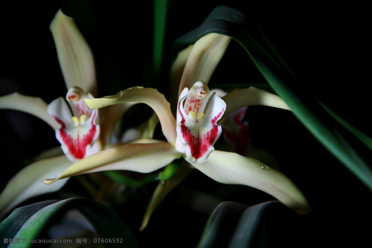 兰花 白花 春天 花 花草 生物世界 特写 psd源文件