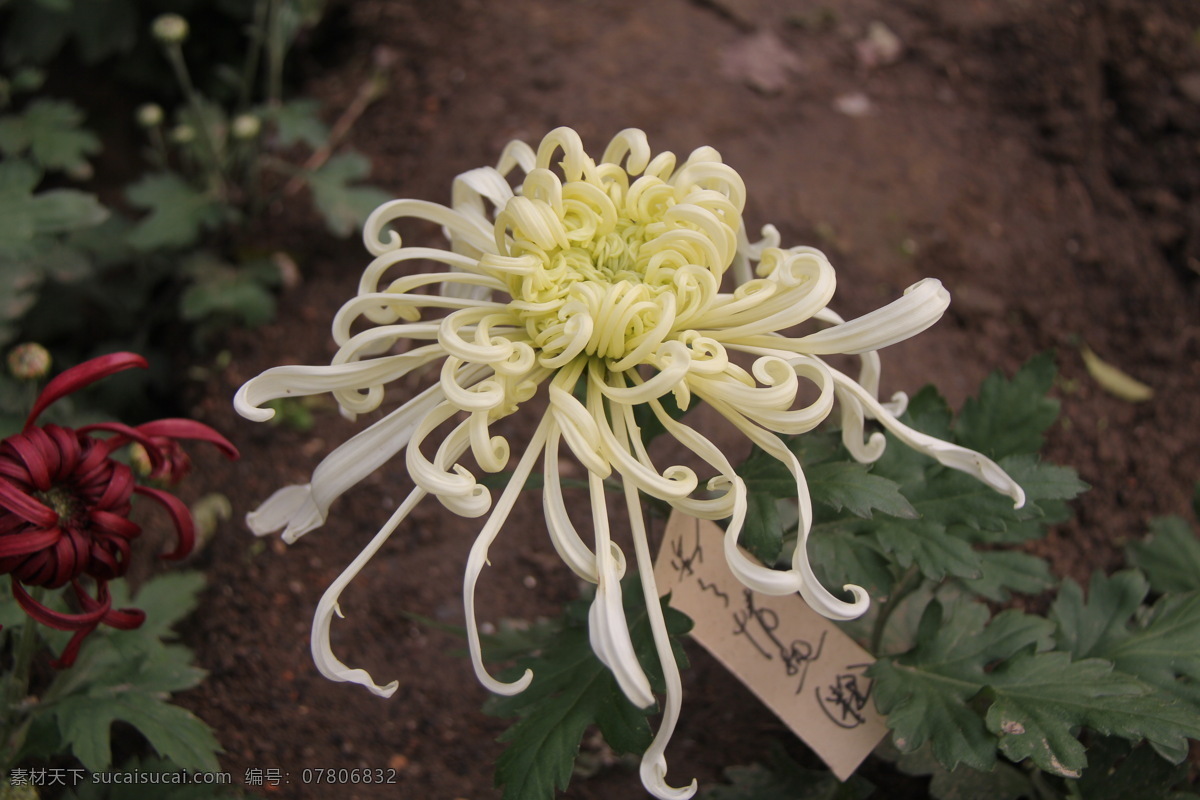 菊花 花草 开封 生物世界 二 十 九 届 展览会 菊展 秋菊 开 封二 花会 装饰素材 展示设计