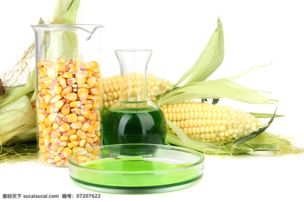 绿色玉米 玉米 绿色 环保宣传 绿色环保 节能环保 环境保护 能源保护 其他类别 生活百科 白色