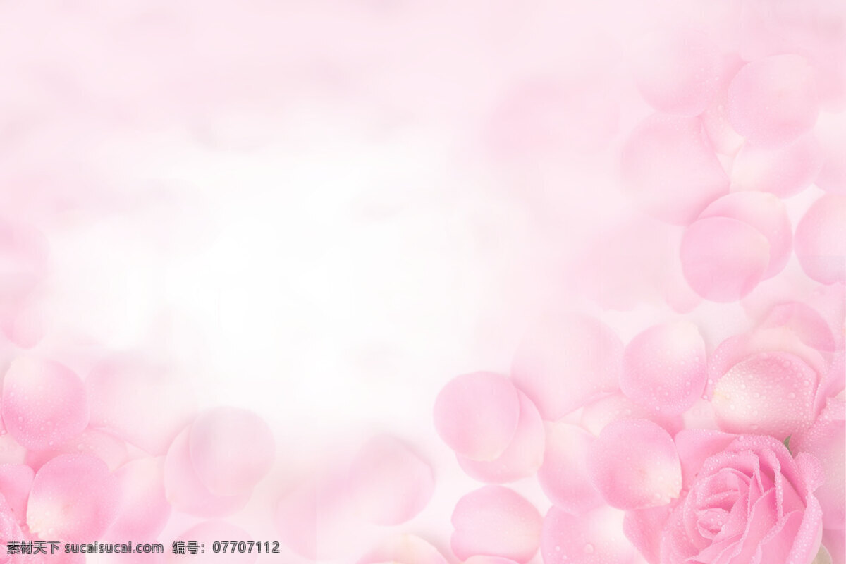 粉色 玫瑰 花瓣 背景 粉色背景 玫瑰花瓣 网页元素 网页背景 banner 水珠 墙纸 高清 白色