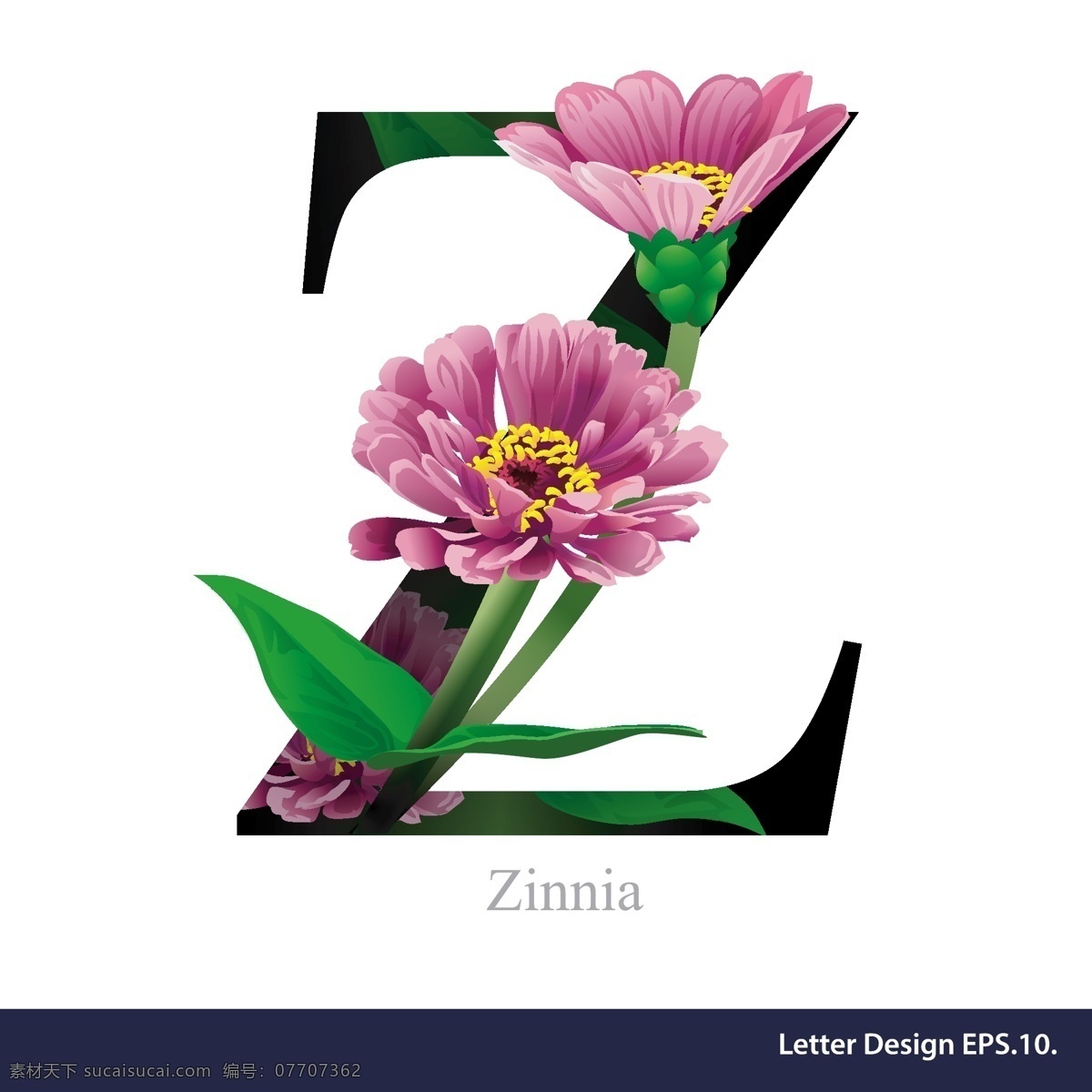 花卉 英文 字母 z 字体 单词 符号 紫色 花朵 矢量 源文件