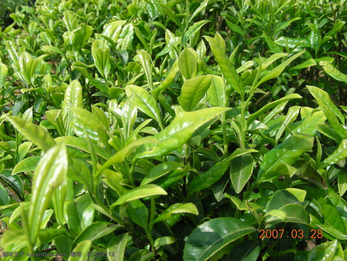 茶山 绿叶 绿茶叶 绿色 田园风光 自然景观