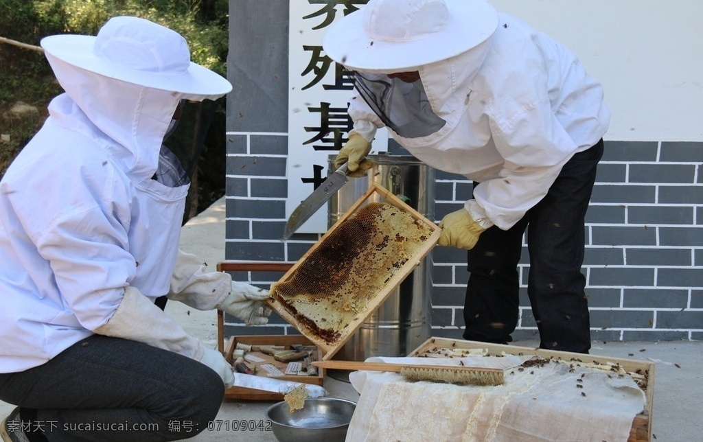 人工养蜂 养蜂 取蜂蜜 蜂蜜 割蜂蜜 陕南蜂蜜 生物世界 昆虫