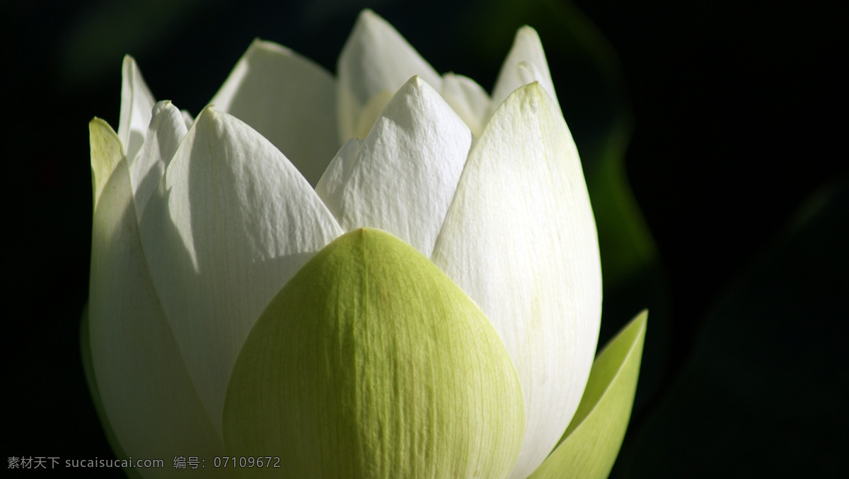 白色荷花 荷花 莲花 细节 微开 水池 白色 花瓣 清晰 黑色