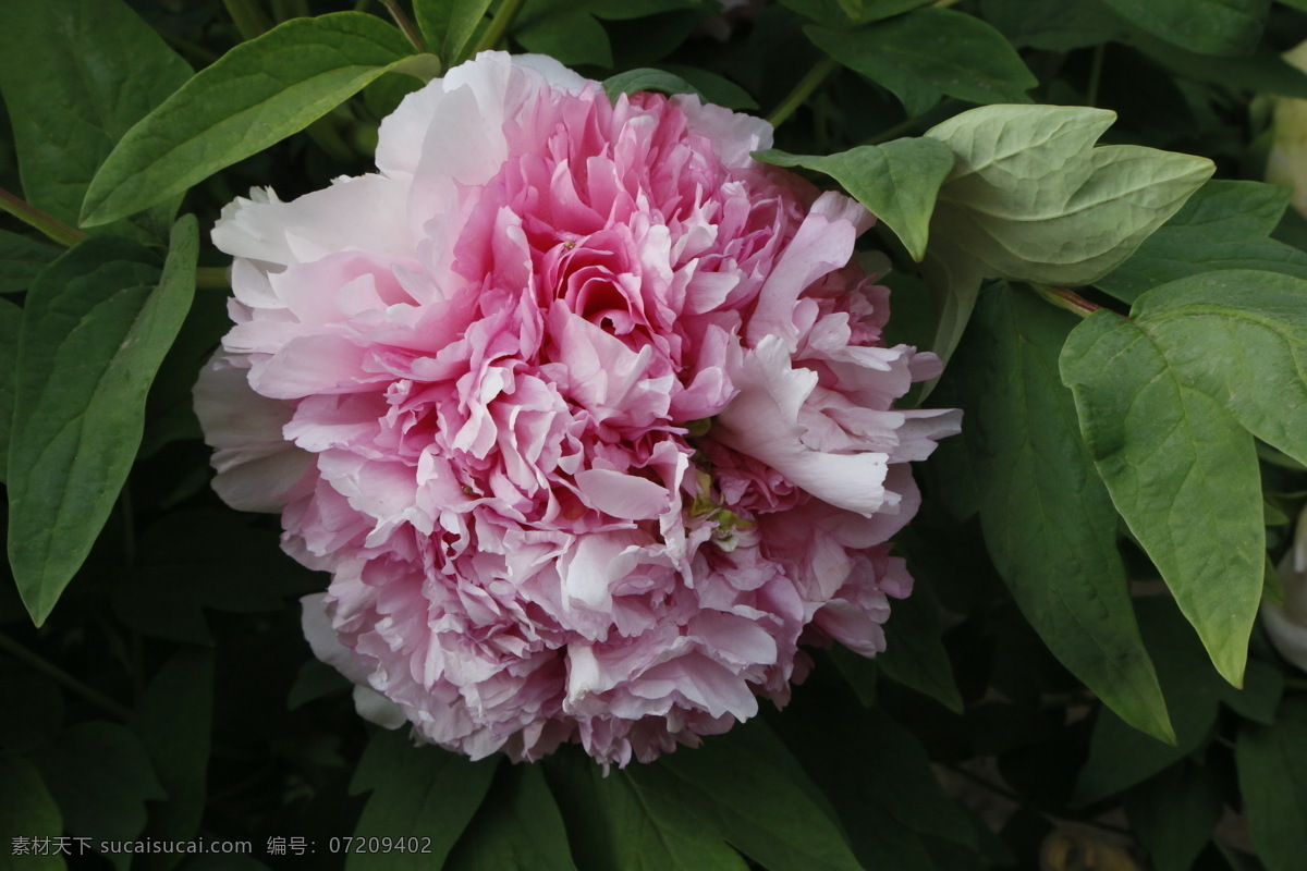 牡丹花 牡丹 鼠姑 木芍药 百雨金 洛阳花 花卉 花儿 花草 植物 园林绿化 绿化景观 花朵 芍药牡丹 生物世界