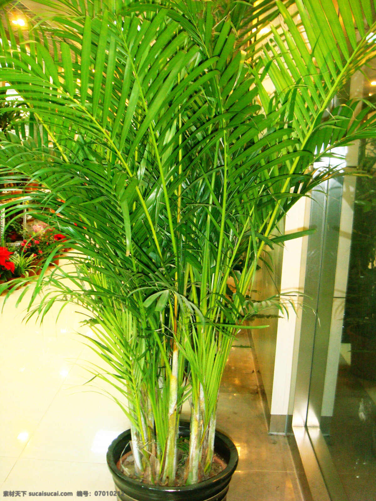 夏威夷 竹 花草 花盆 绿叶 生物世界 夏威夷竹 叶梗 矢量图 日常生活