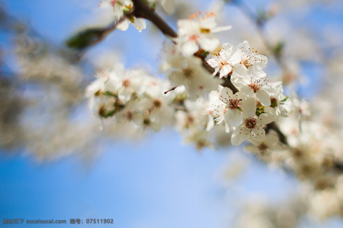 春天杏花 白色花朵 杏花 树枝 花枝 枝头 枝杈