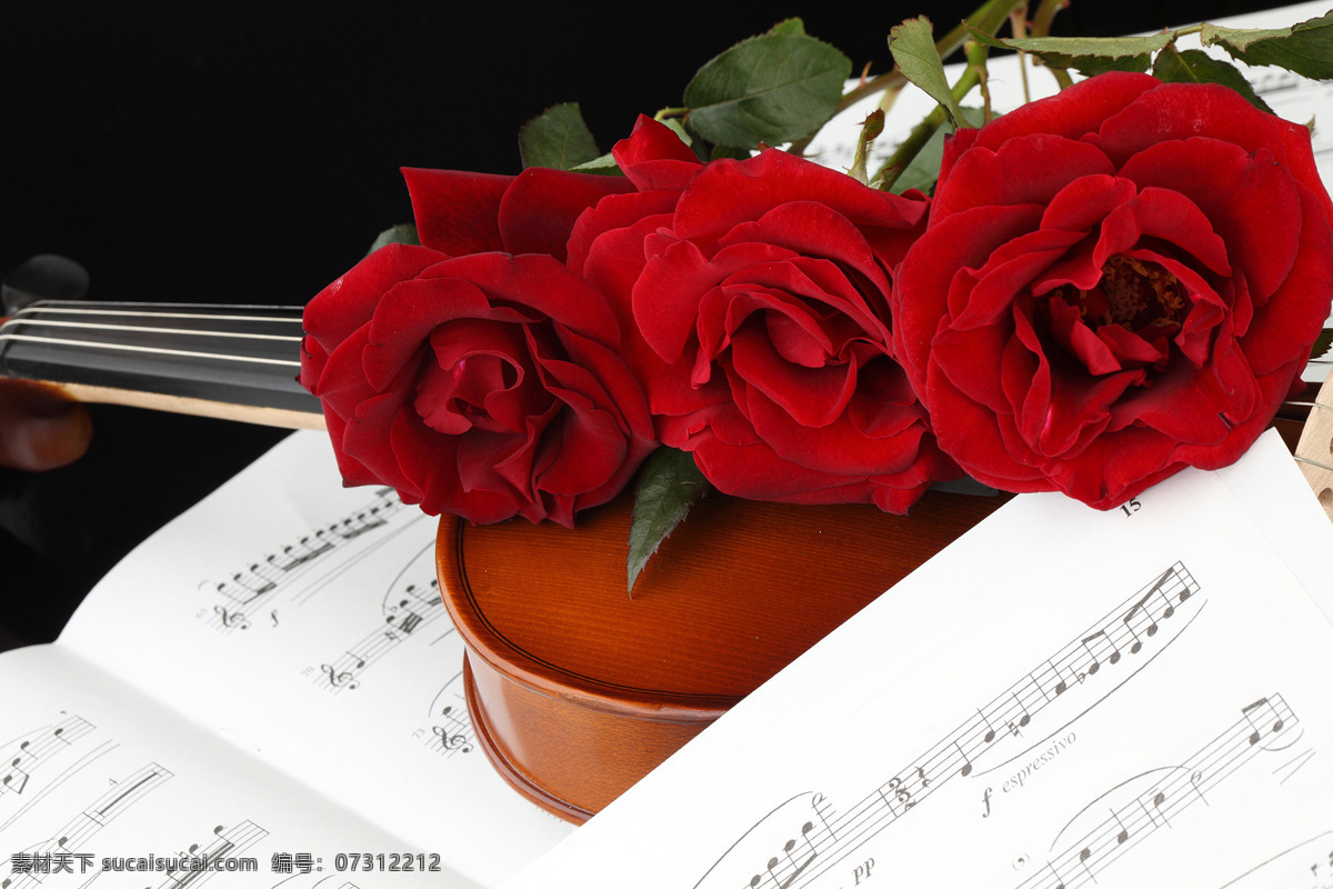 小提琴 玫瑰花 乐谱 花朵花卉 美丽花朵 鲜花乐谱 五线音谱 音乐 影音娱乐 生活百科