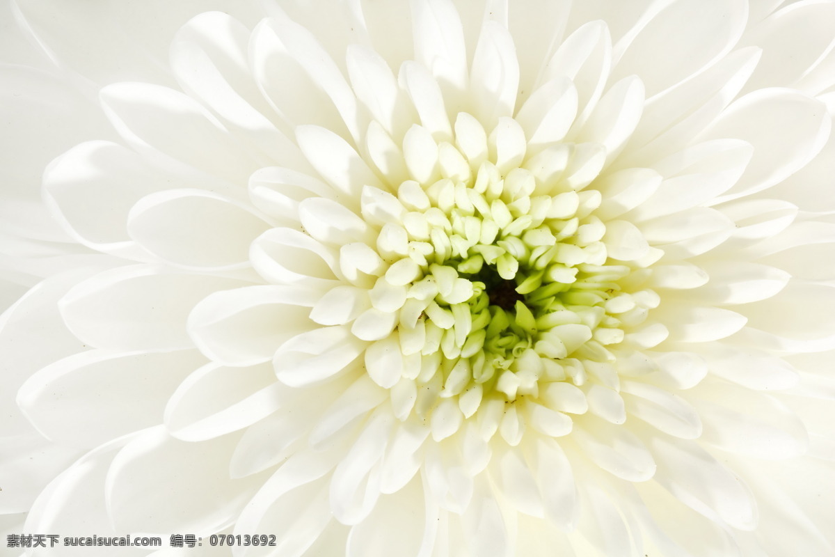 美丽鲜花背景 鲜花背景 花蕊 花瓣 花朵 花卉 白色鲜花 其他类别 生活百科