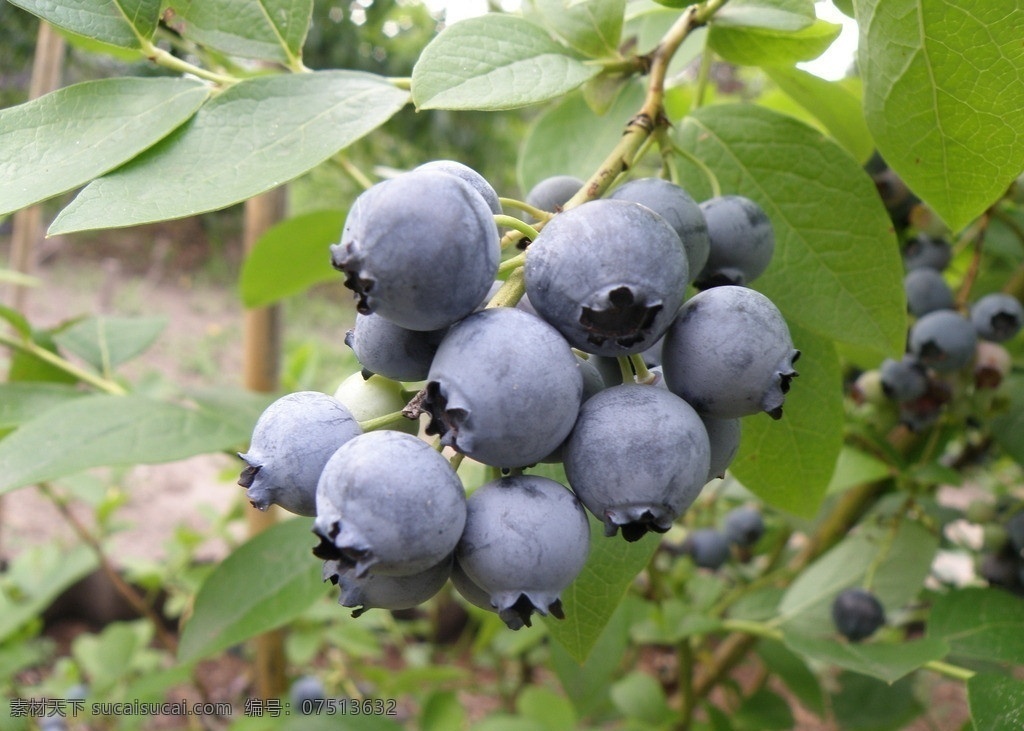 蓝莓 蓝色 新鲜水果 进口蓝莓 水果 生物世界