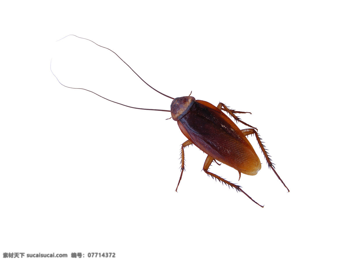 蟑螂 昆虫 害虫 大蟑螂 爬虫 生物世界