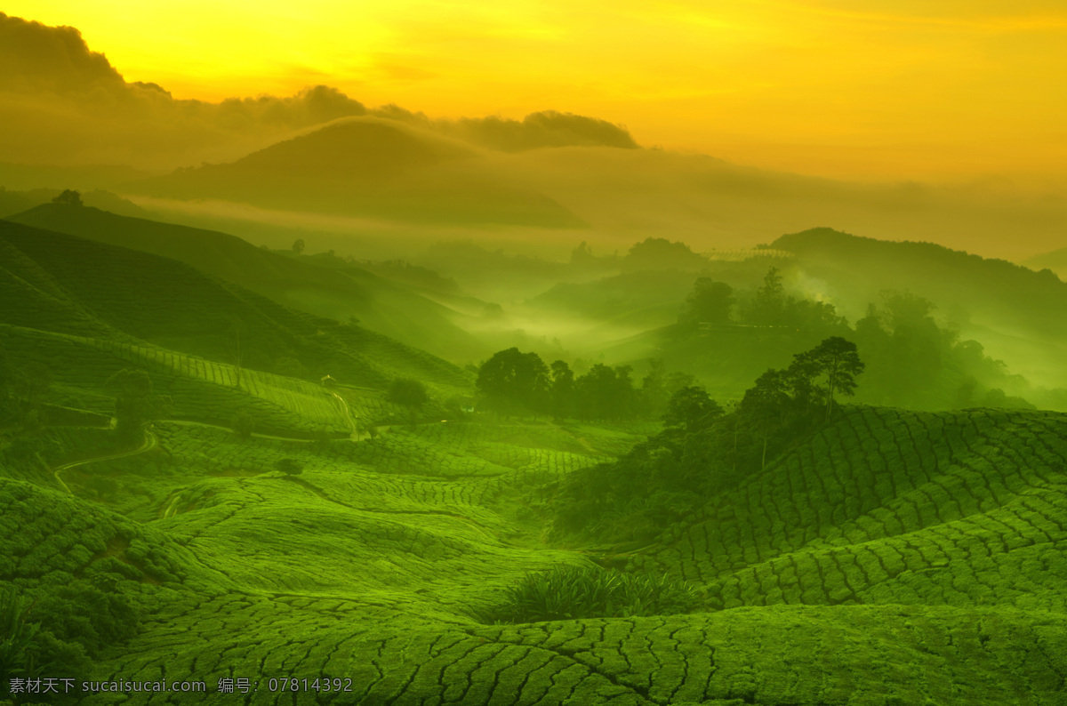 茶 茶树 茶园风光 采茶 风景 自然景观 田园风光