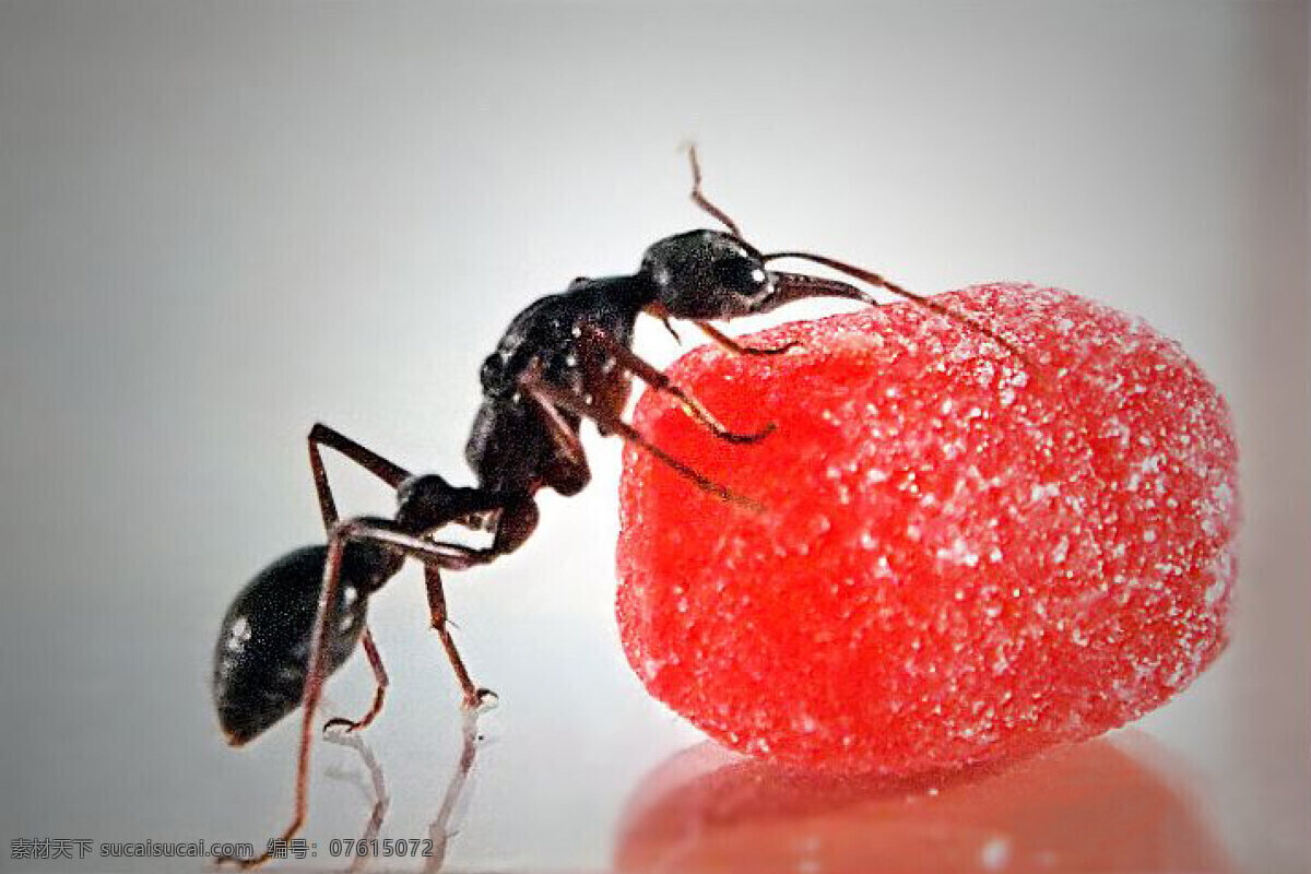 蚂蚁 ant 蚂蚁特写 生物世界 昆虫 近距 特写 摄影图库 无图层文档