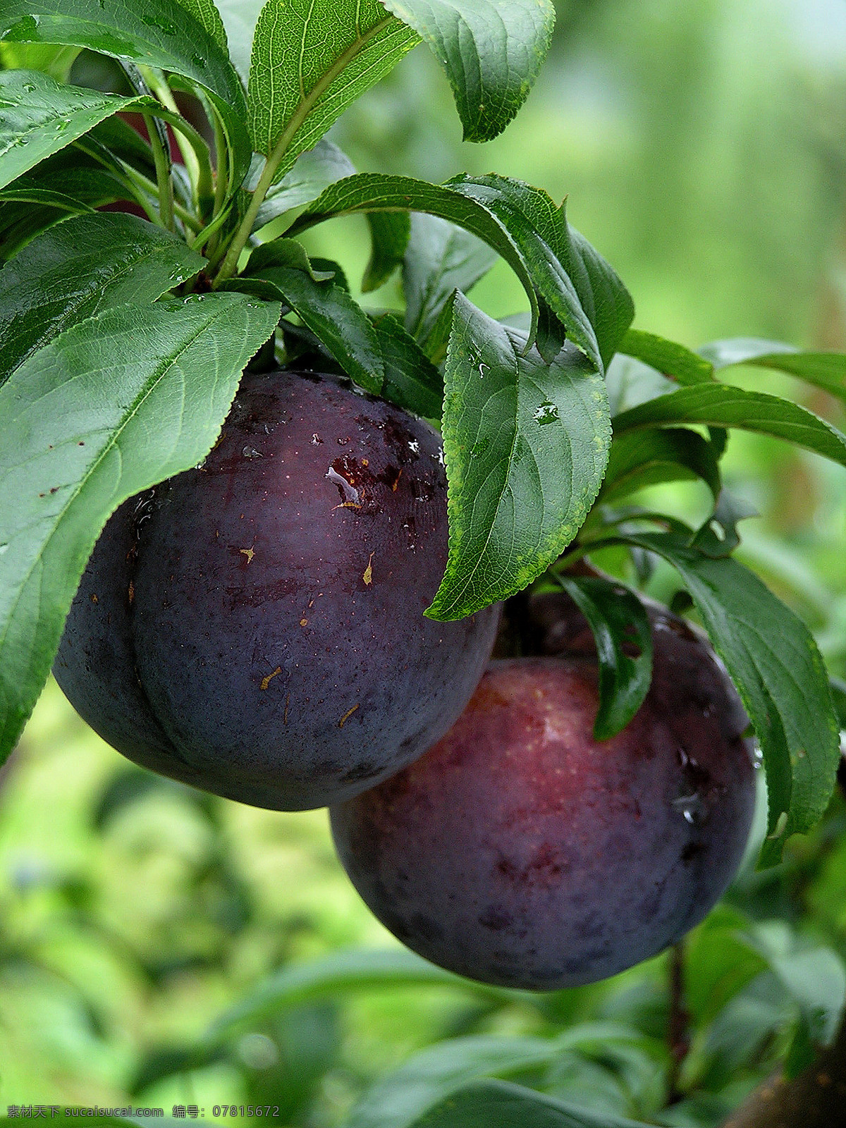美国黑李 黑布朗 黑色水果 珍稀水果 无公害农产品 绿色水果 水果 生物世界