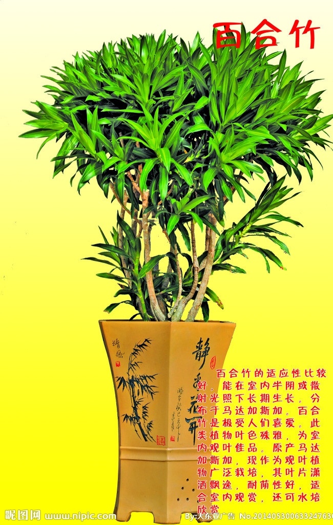 百合竹 花盆 树 介绍 字 底纹 源文件