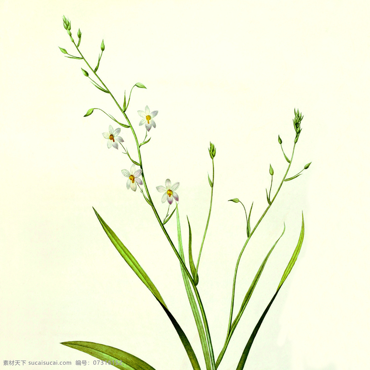 田园花草 装饰无框画 美式田园 植物花卉 装饰画 欧美装饰 装饰画芯 花草 客厅 卧室 玄关 书房 工作室 高清图片 位图 环境设计 无框画
