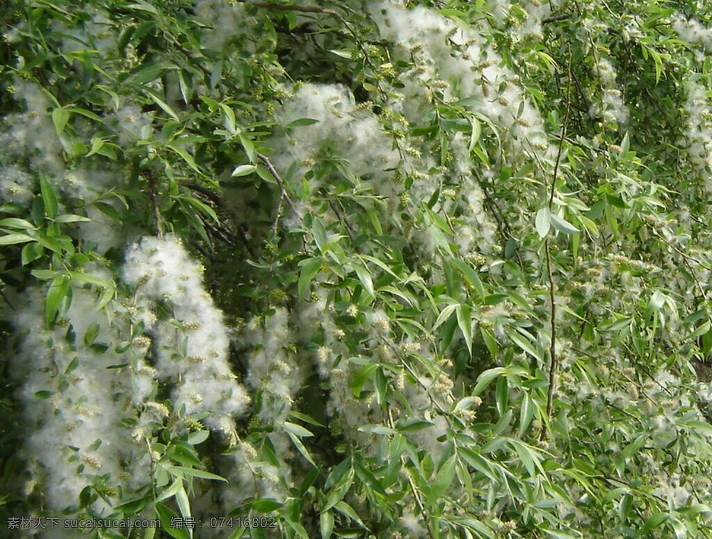 精品花卉系列 柳絮 精品 花朵 花卉 共享 生物世界 花草 精品花卉素材 摄影图库