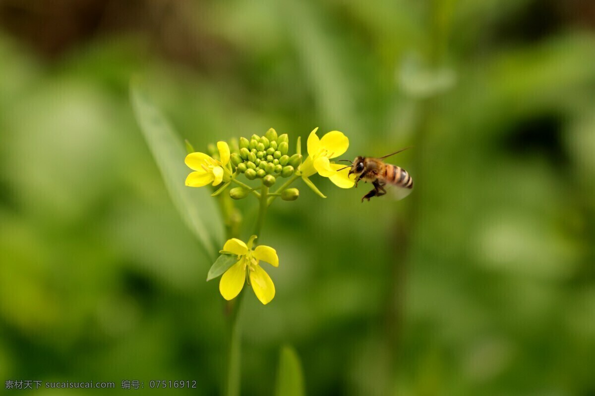 采花小蜜蜂 油菜花 春天 蜜蜂 抓拍 绿色 生物世界 昆虫