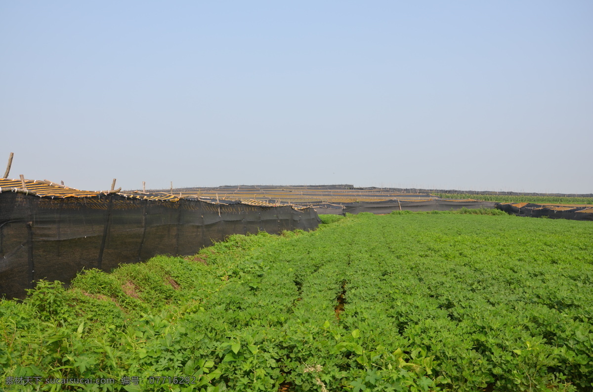 西洋参 西洋参基地 西洋参种植 西洋参苗 西洋参大棚 其他生物 生物世界