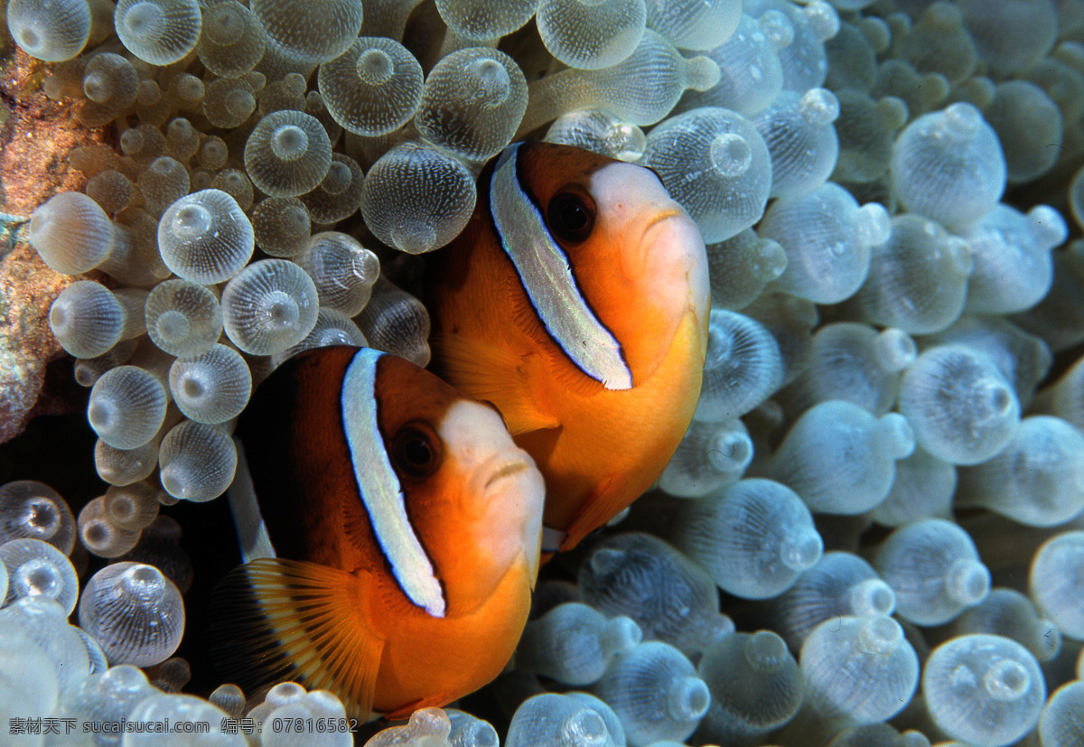 海洋生物 海底世界 海洋 礁石 生物世界 鱼 鱼类 珊蝴礁石 珊蝴 海底景色